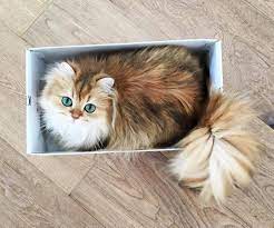 ������ ��������