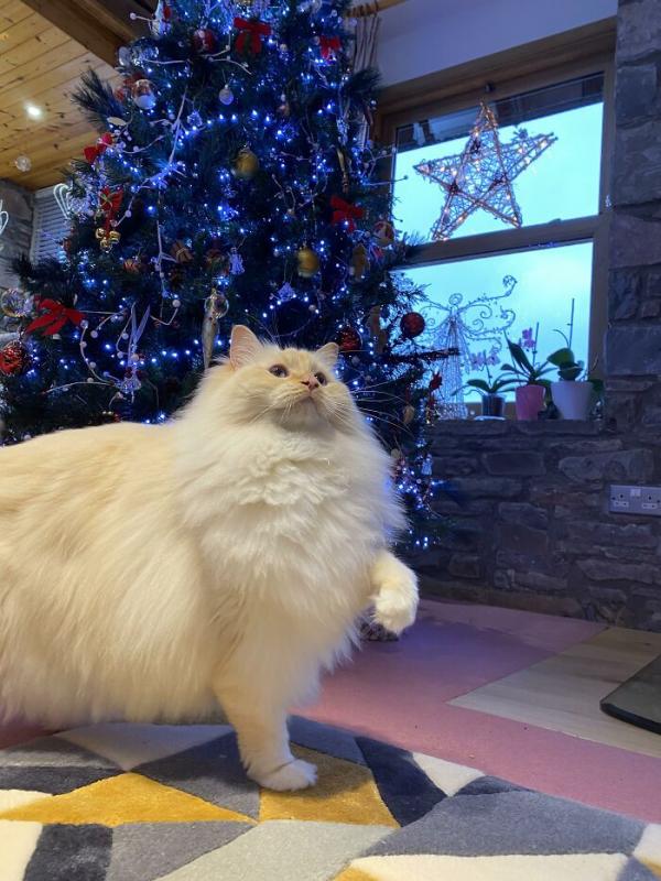 ������ ��������