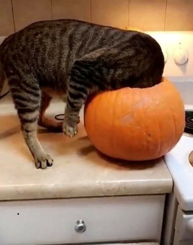������ ��������