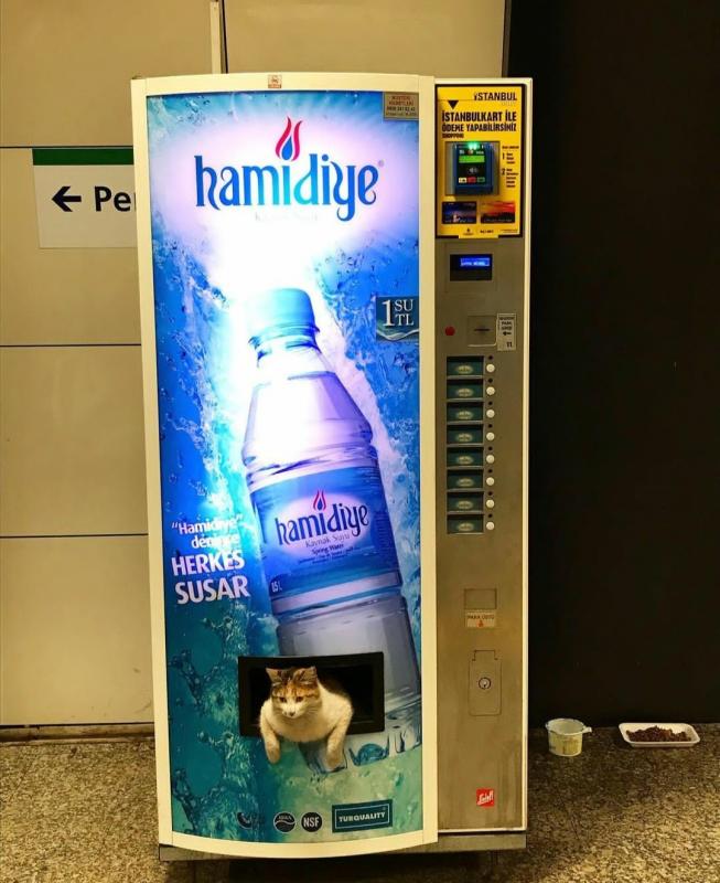 ������ ��������