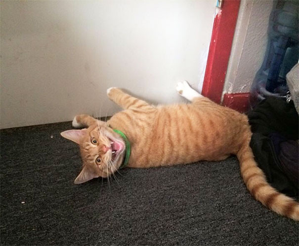 ������ ��������