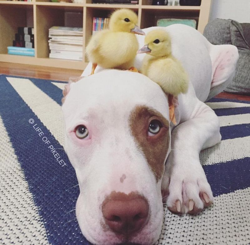 ������ ��������