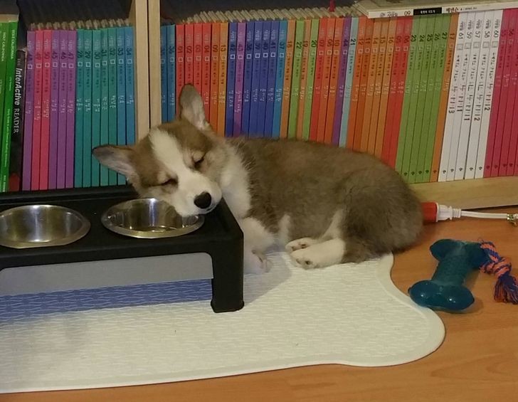 ������ ��������