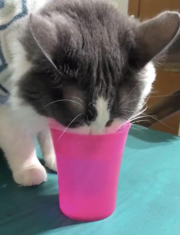 ������ ��������