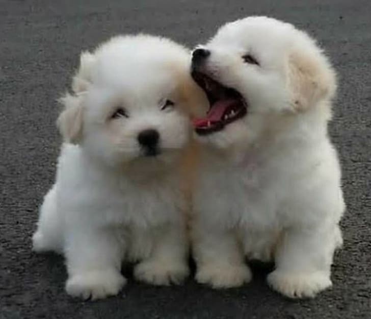 ������ ��������