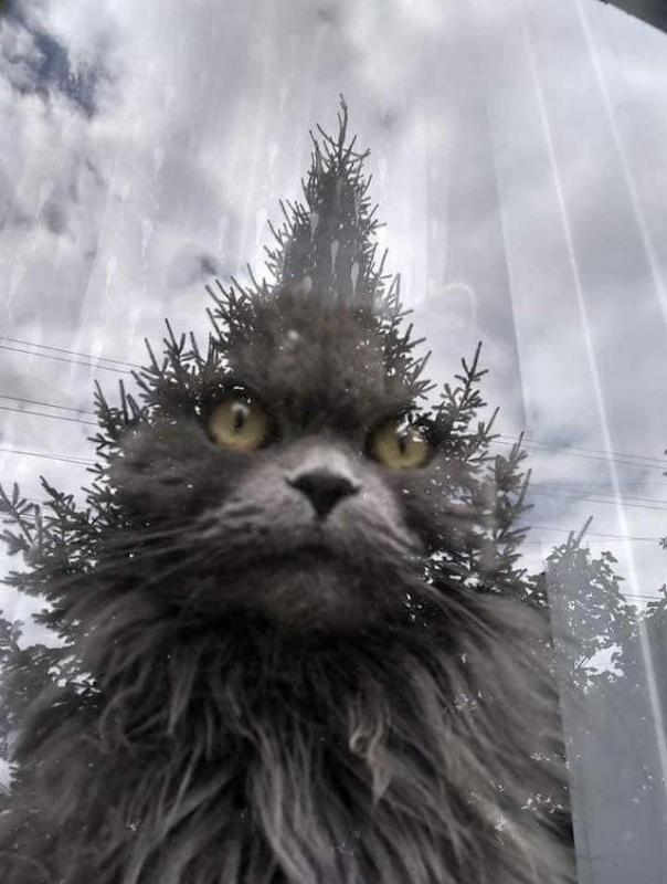 ������ ��������