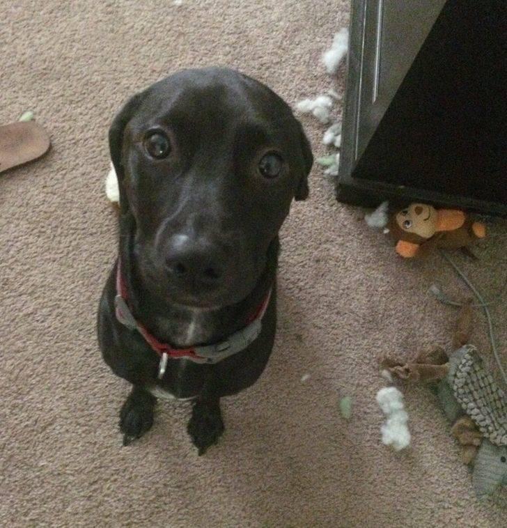 ������ ��������