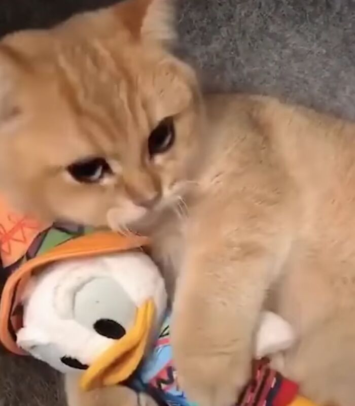 ������ ��������