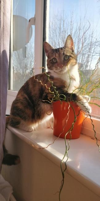 ������ ��������