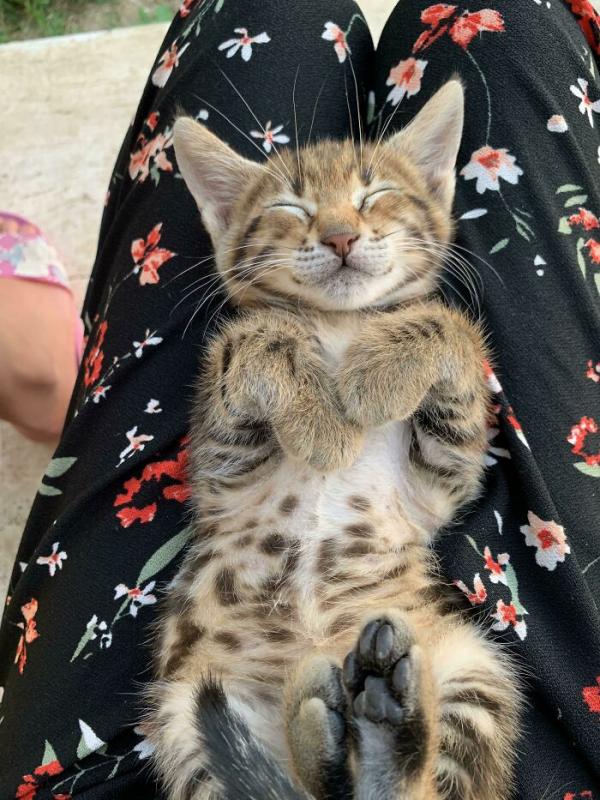 ������ ��������