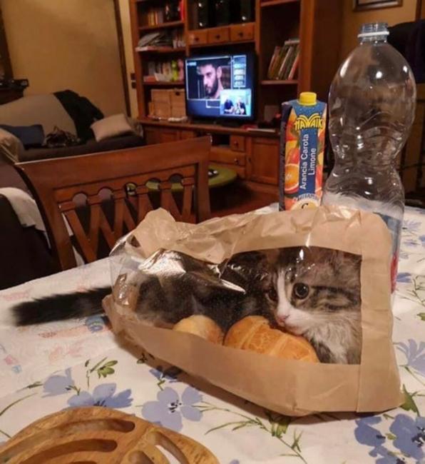 ������ ��������