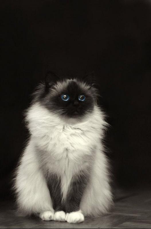 ������ ��������