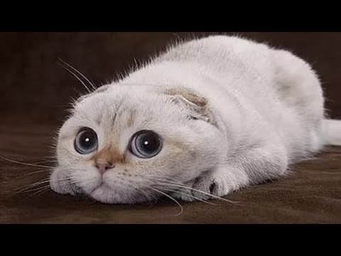 ������ ��������