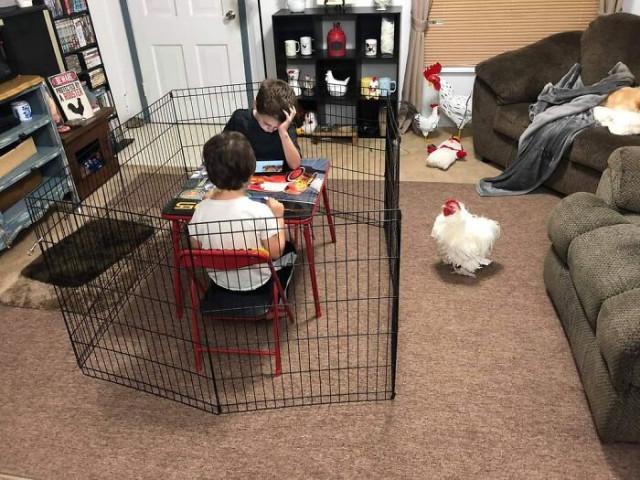 ������ ��������