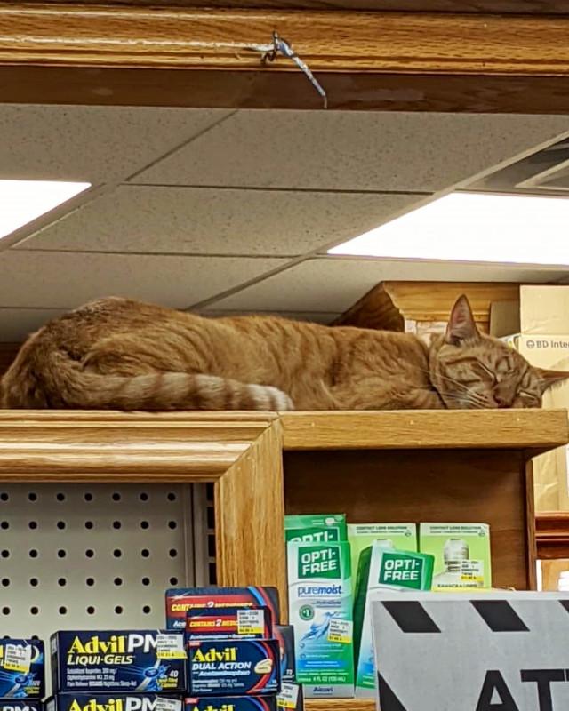 ������ ��������