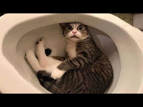 ������ ��������