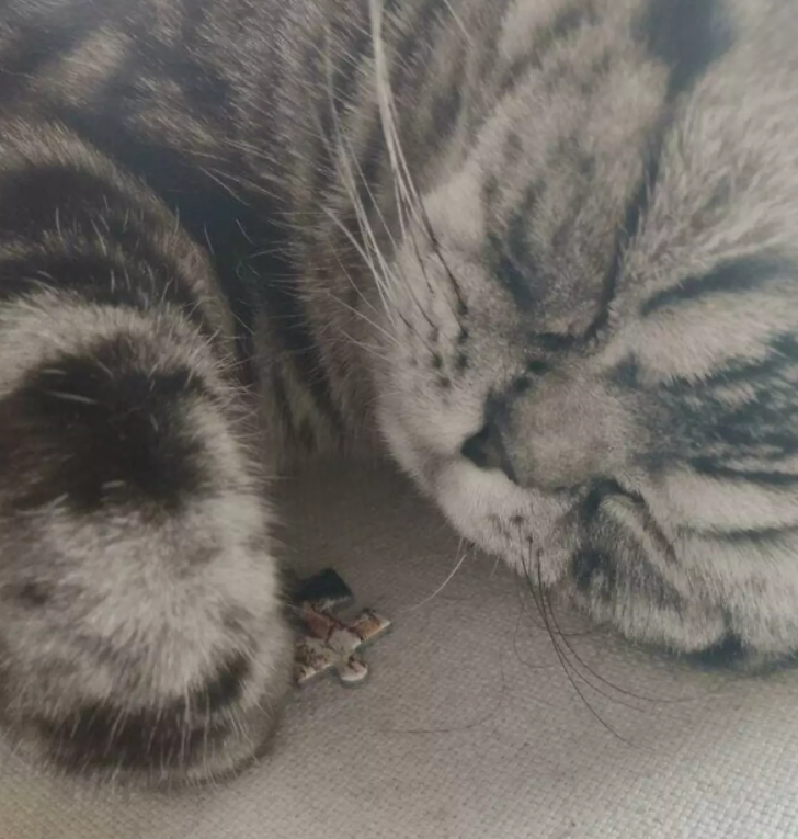 ������ ��������